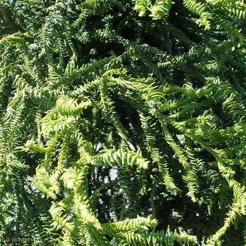 Cryptomeria japonica Rasen