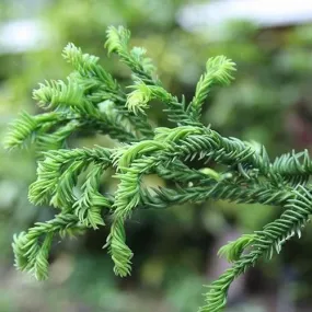 Cryptomeria japonica Rasen